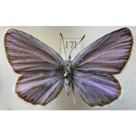 Plebejus argyrognomon (Bergsträsser, 1779) male Modraszek srebroplamek Czech17l